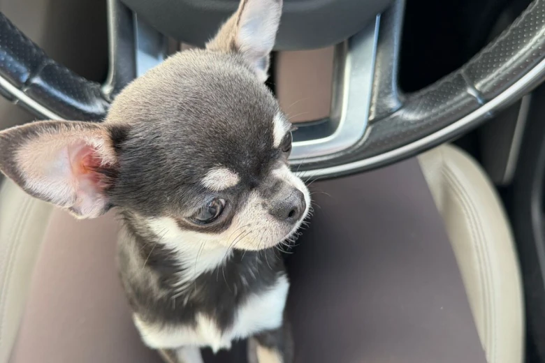 Chihuahua