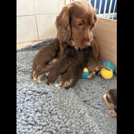 Cocker Spaniel (Show)
