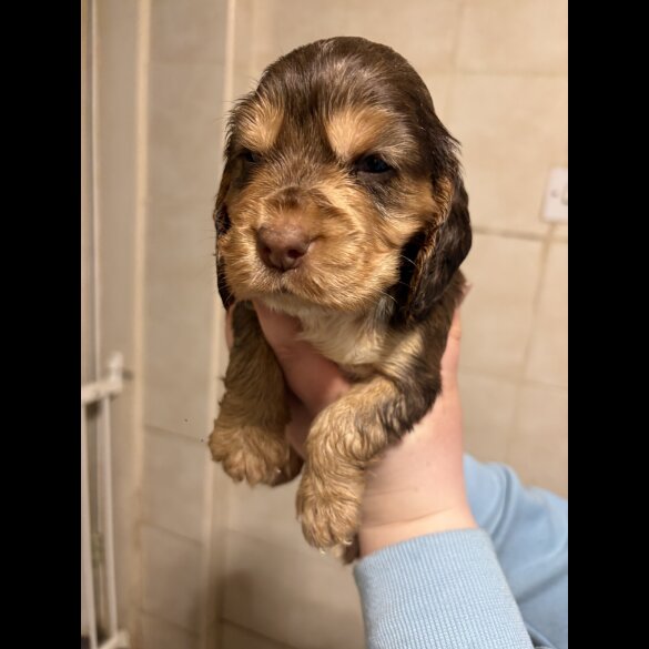 Cocker Spaniel (Show)