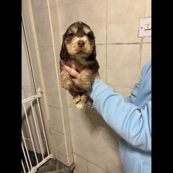 Cocker Spaniel (Show)