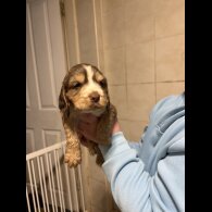 Cocker Spaniel (Show)