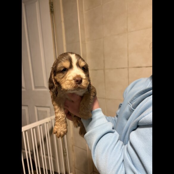 Cocker Spaniel (Show)