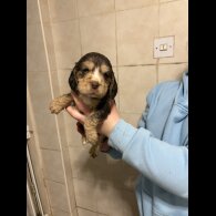 Cocker Spaniel (Show)