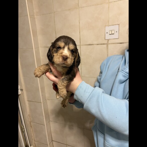 Cocker Spaniel (Show)