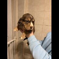 Cocker Spaniel (Show)