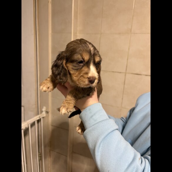 Cocker Spaniel (Show)