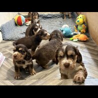 Cocker Spaniel (Show)