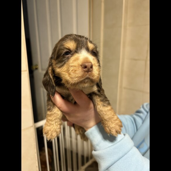 Cocker Spaniel (Show)