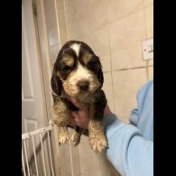 Cocker Spaniel (Show)