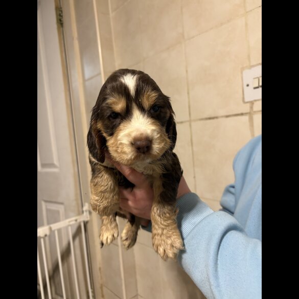 Cocker Spaniel (Show)