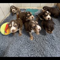 Cocker Spaniel (Show)
