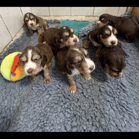 Cocker Spaniel (Show)