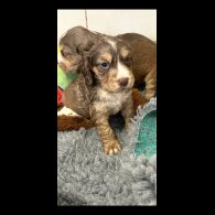 Cocker Spaniel (Show)