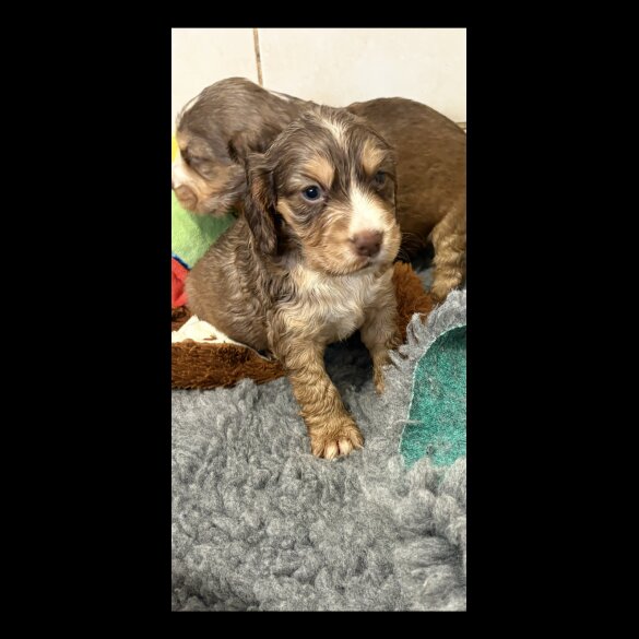 Cocker Spaniel (Show)