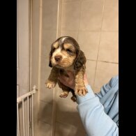 Cocker Spaniel (Show)