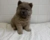 Chow Chow