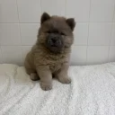 Chow Chow