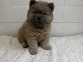 Chow Chow