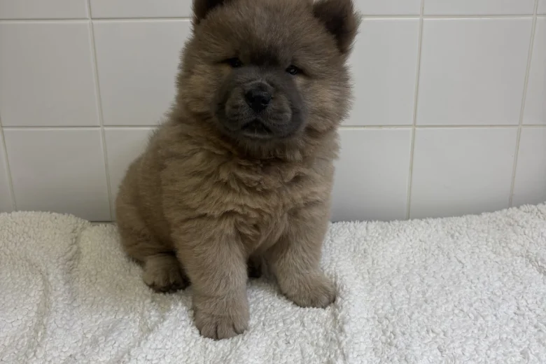 Chow Chow
