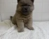 Chow Chow