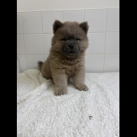 Chow Chow