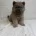 Chow Chow