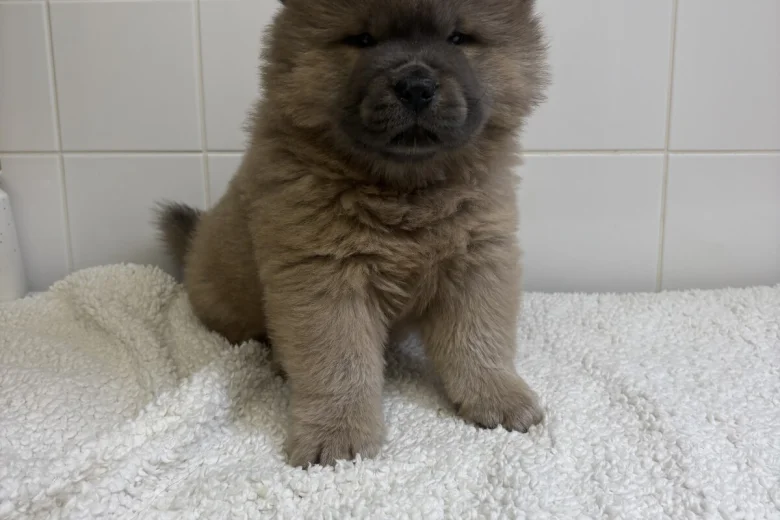 Chow Chow