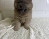 Chow Chow