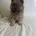 Chow Chow