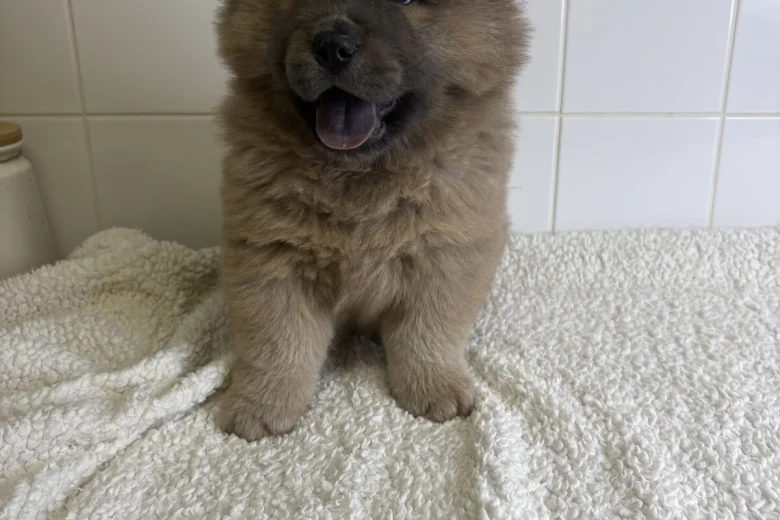 Chow Chow