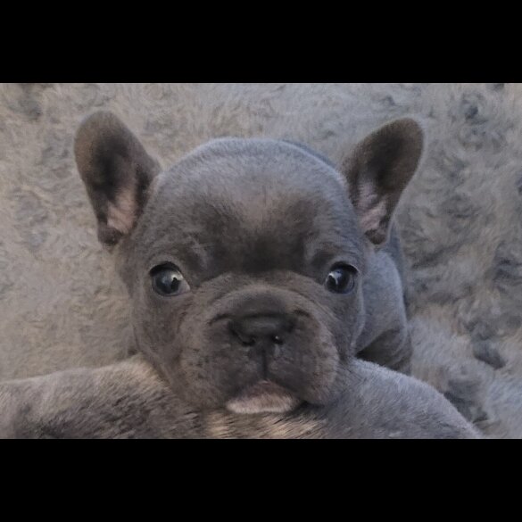 French Bulldog