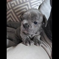 French Bulldog