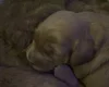 Cockapoo