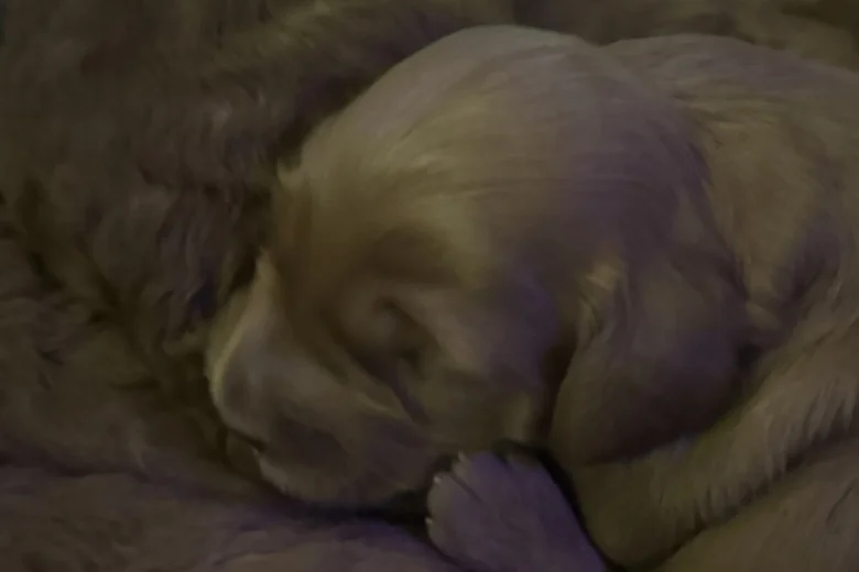 Cockapoo
