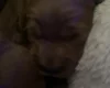 Cockapoo