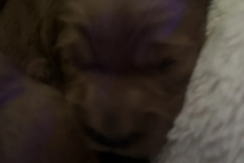 Cockapoo