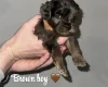 Cockapoo