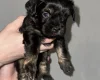 Cockapoo