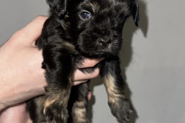 Cockapoo