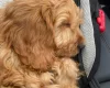 Cockapoo