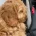 Cockapoo