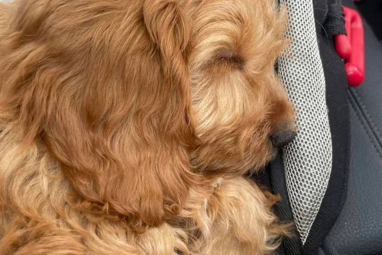 Cockapoo