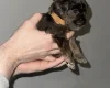 Cockapoo