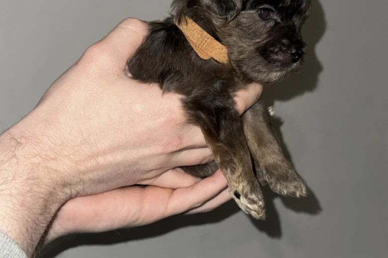 Cockapoo