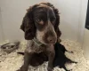 Cockapoo