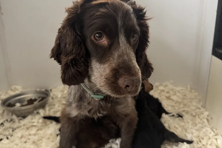 Cockapoo
