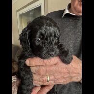 Cockapoo