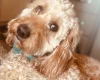 Cockapoo