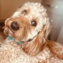 Cockapoo