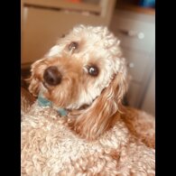 Cockapoo